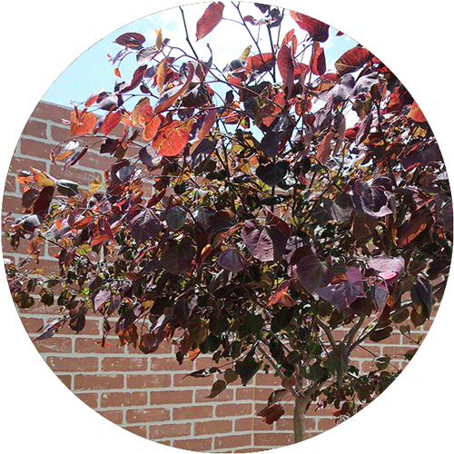 Heart-shaped plant called Hoya Kerrii in a black pot.